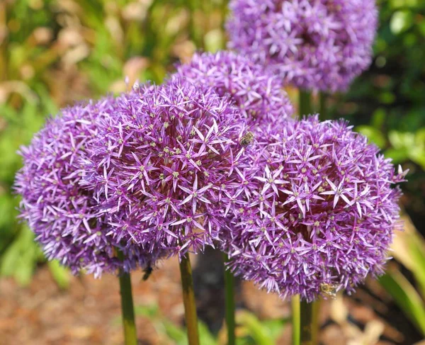 Nahaufnahme Eines Blütenkopfes Aus Alium Giganteum — Stockfoto