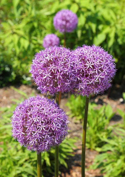 Крупним Планом Квітка Голова Alium Giganteum — стокове фото