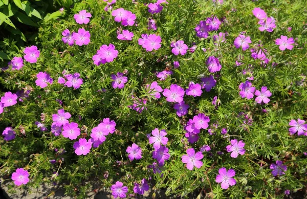 Hermoso Geranio Rosado Jardín Rocas —  Fotos de Stock