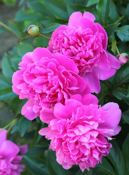 Pivoines Roses Fleurissant Dans Jardin — Photo