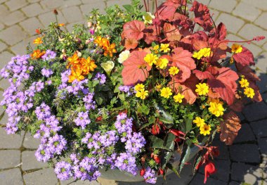 Renkli çiçeklerden oluşan bir saksı..