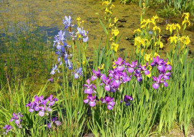 Beautiful colorful irises blooming in the garden by the pond. clipart