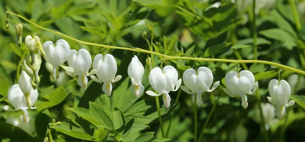 Lamprocapnos Spectabilis Flowering Plant Spring White — Stock Photo, Image