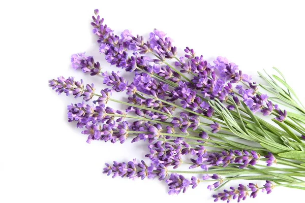Bunch of blooming lavender on a white background.