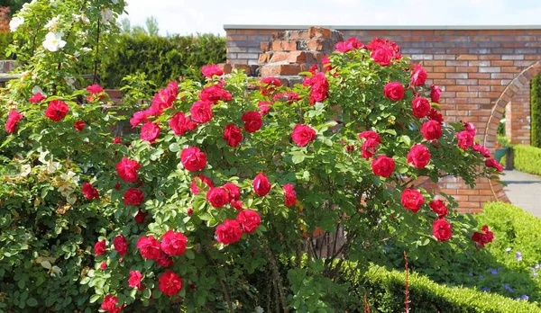 Beau Buisson Fleuri Roses Rouges — Photo