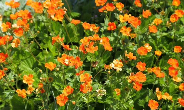 Flor Roja Geum Coccienum Enana Naranja Avens —  Fotos de Stock