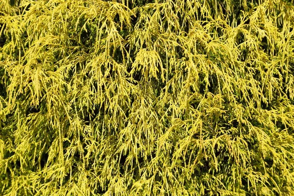 Natural Background Cypress Variety Golden Mop — Stock Photo, Image