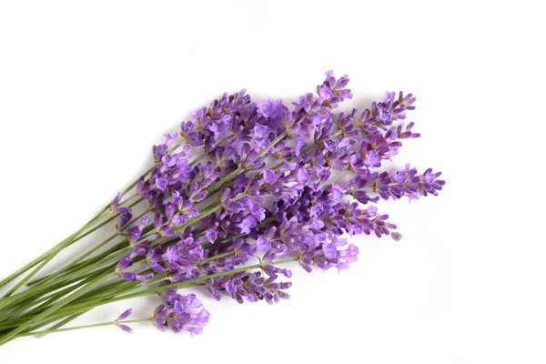 Ein Bündel Blühender Lavendel Auf Weißem Hintergrund — Stockfoto