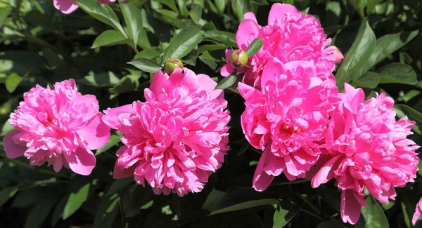 Pink Peonies Blooming Garden — Stock Photo, Image