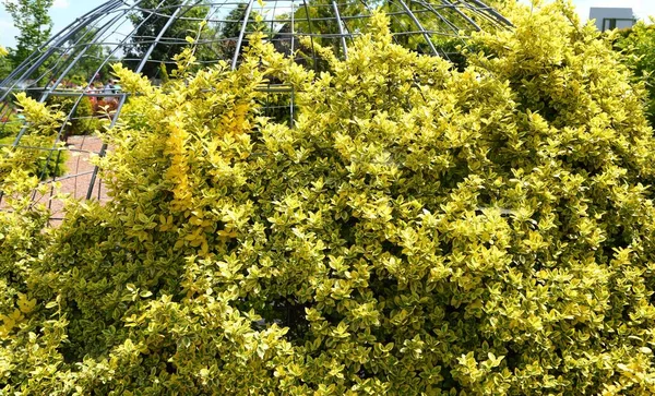 Berberis Thunbergii Arbusto Com Folhas Amarelas Fundo Natural Amarelo — Fotografia de Stock