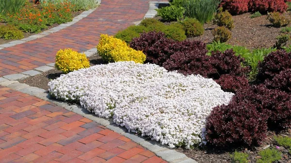 Bunte Sträucher Und Tannenbäume Frühlingsgarten Weg Garten — Stockfoto