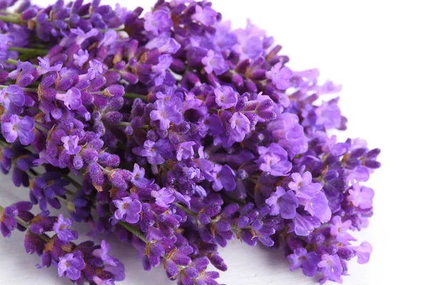 Lavendel Bloemen Tegen Witte Achtergrond — Stockfoto