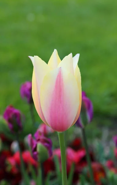 Blumenbeet Mit Blühenden Bunten Tulpen Frühlingsblumen — Stockfoto