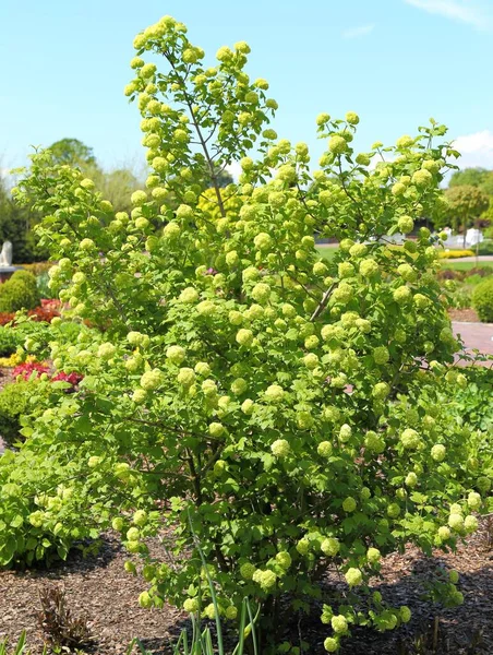 Blossoming Viburnum Opulus Bush Also Known Guelder Rose Snowball Tree — Stock Photo, Image