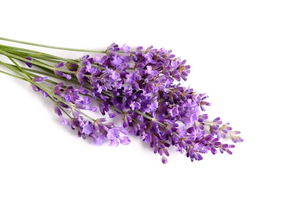 Bunch of blooming lavender on a white background.
