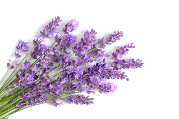 Bunch Blommande Lavendel Vit Bakgrund — Stockfoto