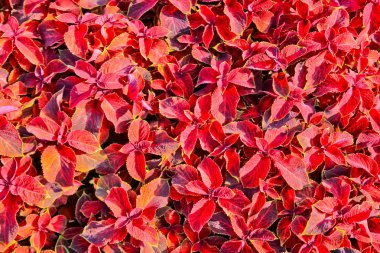 Kırmızı yaprakları olan bitkiler