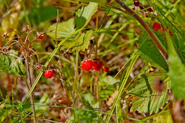 Mogna jordgubbar hänga på grenar i skogen — Stockfoto