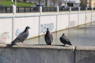 Güvercin bir taş çit nehrin arka planı oturur