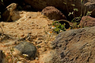 Papatya bir dağ dere büyür