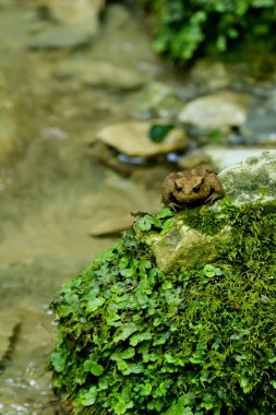 Bir kurbağa bir kayanın üzerinde yosun kaplı