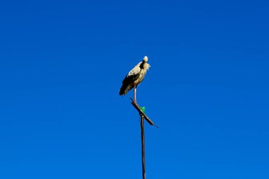 Leylek bir direğe oturur