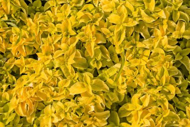 Sarı Coleus çiçek