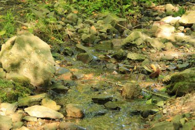 Yaz ormandaki orman akarsu