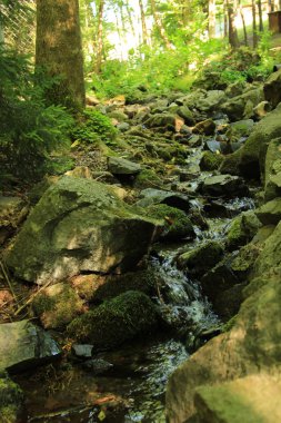Yaz ormandaki orman akarsu