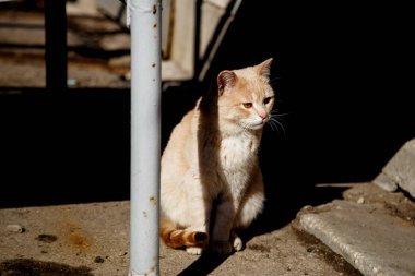 Asfalt üzerinde oturan evsiz kırmızı kedi