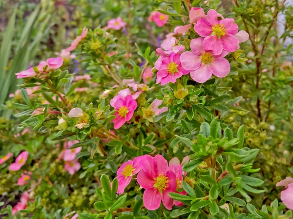 Flores de cinquefoil rosa — Foto de Stock