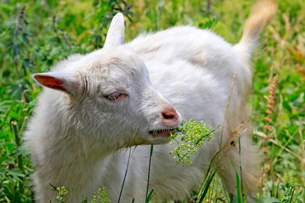 Молодой козел ест траву на лугу. — стоковое фото