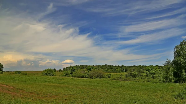 Пейзажное поле с цветами и голубым небом — стоковое фото