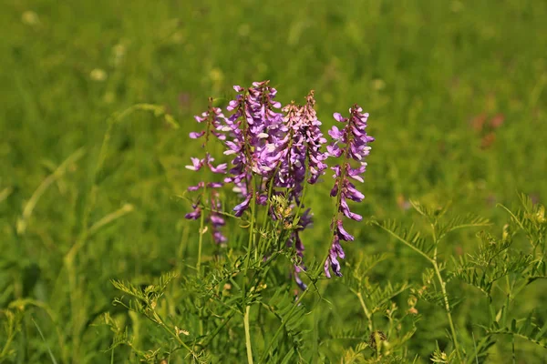 Lila Blume auf einer Wiese — Stockfoto