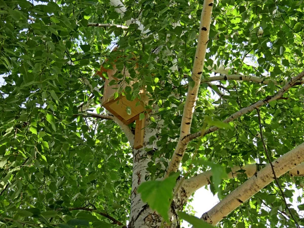 Un nichoir suspendu parmi les branches de bouleau — Photo