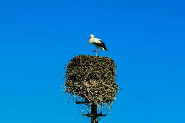 Stork står i reden på søjlen - Stock-foto
