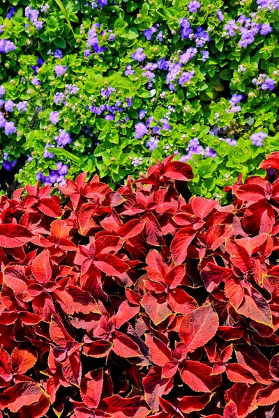 Fleurs violet ageratum et couleur rouge Coleus — Photo