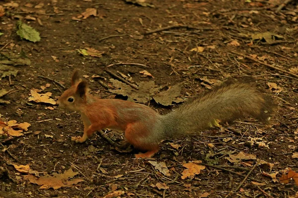 Das Eichhörnchen läuft an den abgefallenen Blättern im Wald entlang — Stockfoto