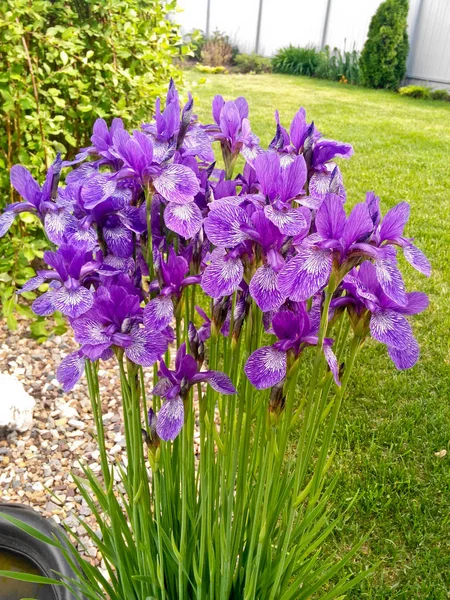 Blüte der lila Iris vor einem Rasenhintergrund — Stockfoto