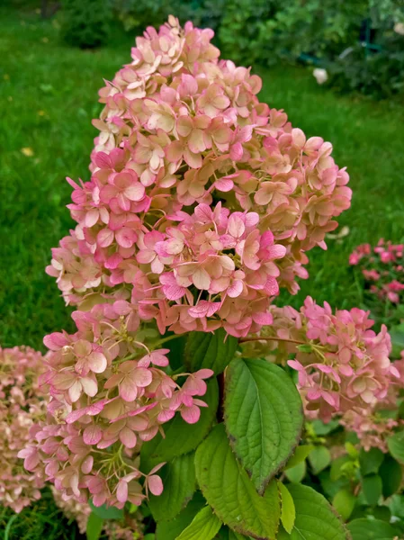 Blume einer rosa Hortensie — Stockfoto