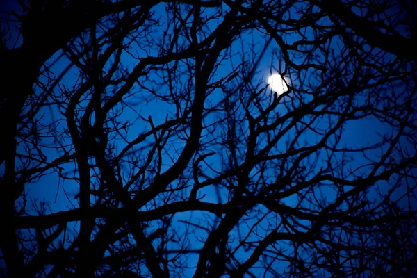 Lua incompleta no céu noturno através dos ramos das árvores — Fotografia de Stock