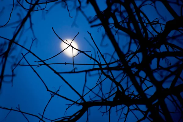 Incomplete moon in the night sky through the branches of trees — Stock Photo, Image