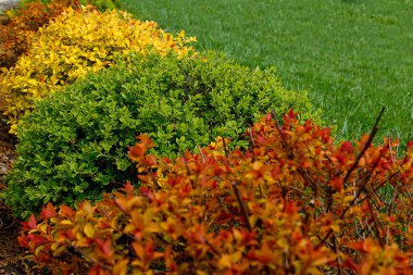 Yeşil sarı ve turuncu yeşillikli çok renkli spiree çalılar