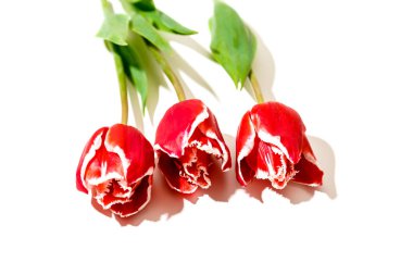 beyaz zemin üzerine kırmızı lale yalan üç çiçek