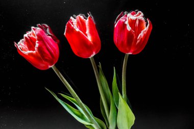 siyah ayna arka plan üzerinde kırmızı lale yalan üç çiçek