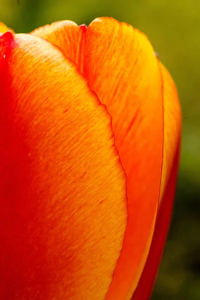 Macro shot of a flower of a red-yellow tulip — Stock Photo, Image