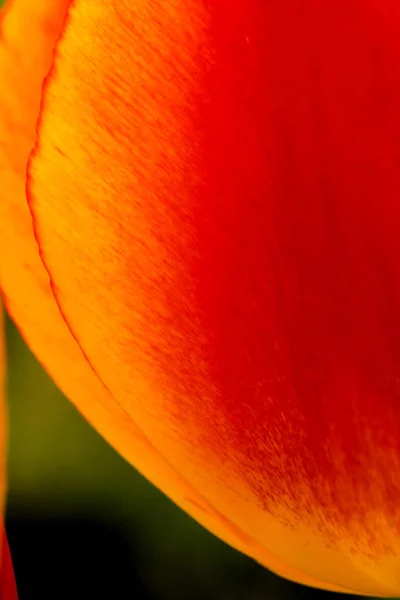 Macro disparo de una flor de un tulipán rojo-amarillo —  Fotos de Stock