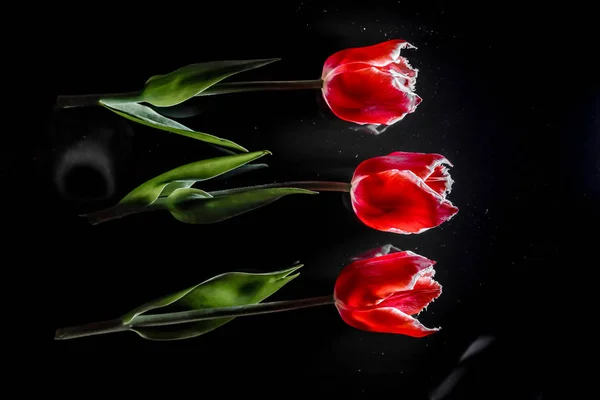 Tres flores de un tulipán rojo yacen sobre un fondo de espejo negro —  Fotos de Stock