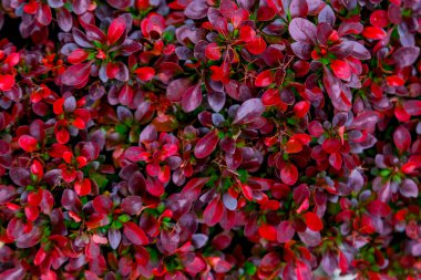 ilkbaharda böğürtlen kırmızı ve bordo yaprakları