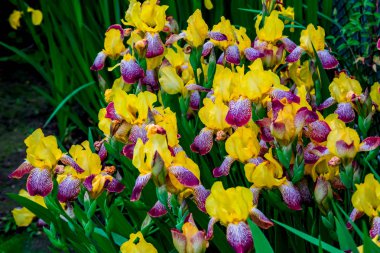 sarı iris bir çiçek makro çekim